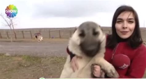 S­h­o­w­ ­H­a­b­e­r­ ­m­u­h­a­b­i­r­i­n­i­n­ ­d­e­v­ ­k­ö­p­e­k­l­e­ ­s­ı­n­a­v­ı­